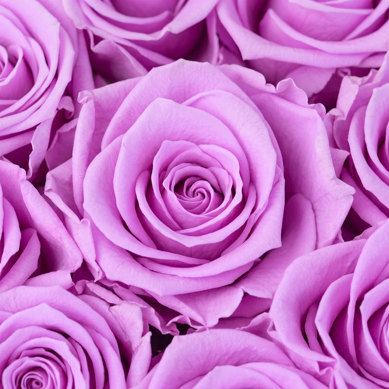 Macro photograph of lilac preserved roses showing their layered petals and natural texture