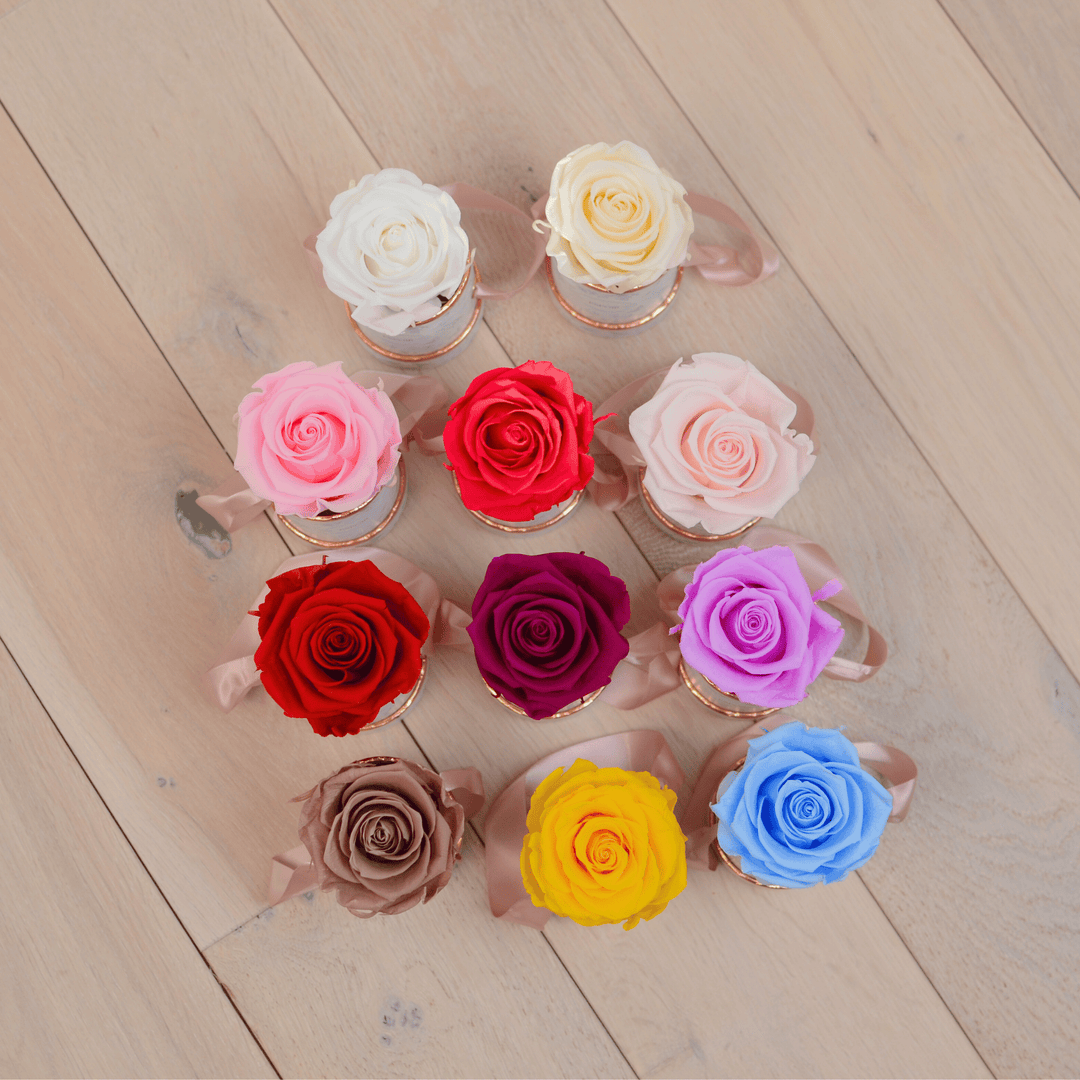 Toile d’Espoir Tea Cup Rose