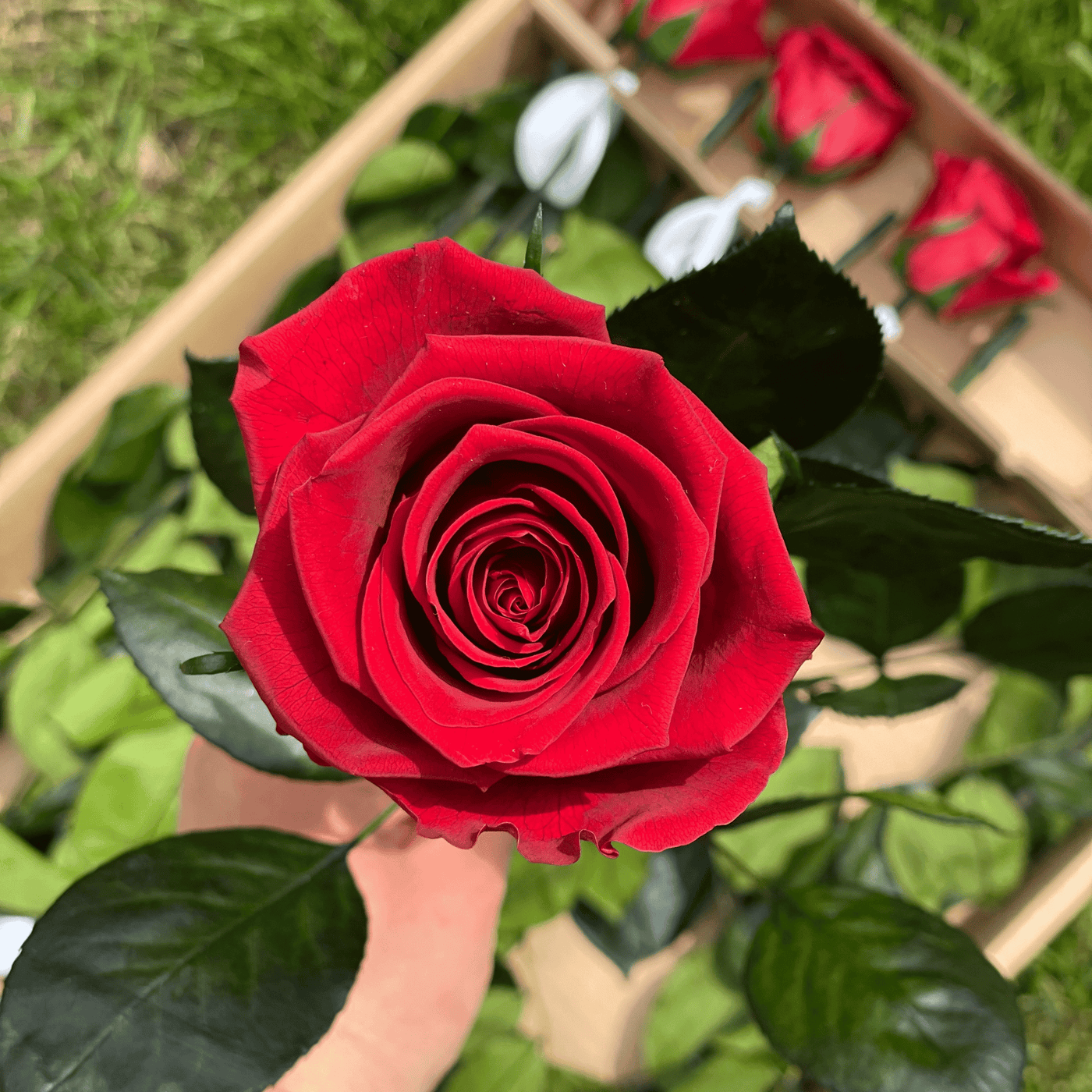 Pack of 10 Long-Stemmed Preserved Roses | Forever Roses | Premium Ecuadorian Roses for Weddings, Home Décor, and DIY Projects