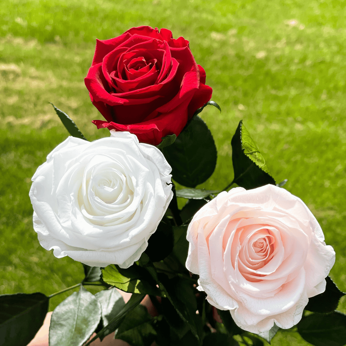 Pack of 10 Long-Stemmed Preserved Roses | Forever Roses | Premium Ecuadorian Roses for Weddings, Home Décor, and DIY Projects