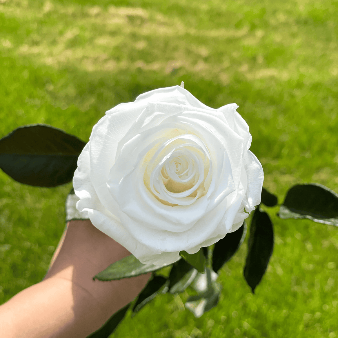 Pack of 10 Long-Stemmed Preserved Roses | Forever Roses | Premium Ecuadorian Roses for Weddings, Home Décor, and DIY Projects