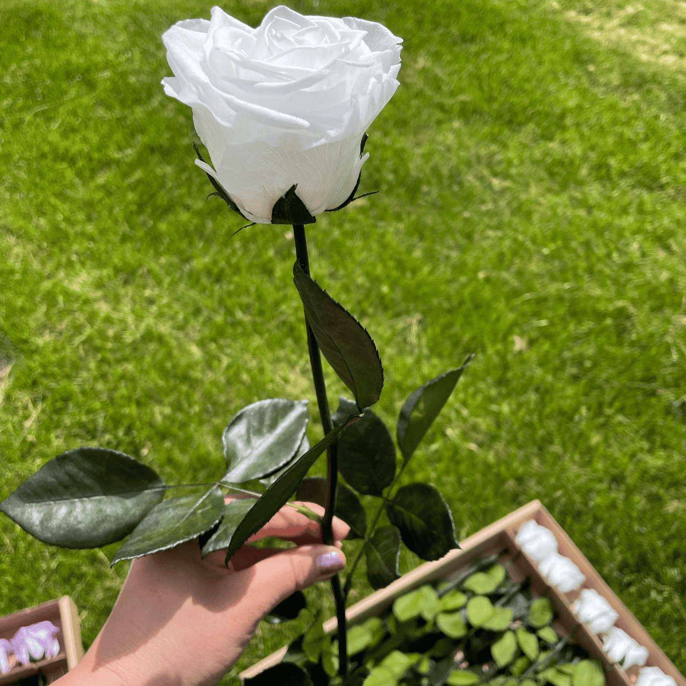 Pack of 10 Long-Stemmed Preserved Roses | Forever Roses | Premium Ecuadorian Roses for Weddings, Home Décor, and DIY Projects