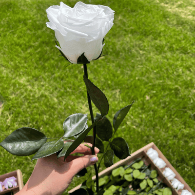 Pack of 10 Long-Stemmed Preserved Roses | Forever Roses | Premium Ecuadorian Roses for Weddings, Home Décor, and DIY Projects