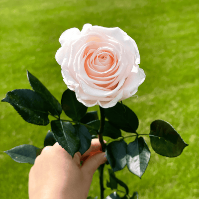 Pack of 10 Long-Stemmed Preserved Roses | Forever Roses | Premium Ecuadorian Roses for Weddings, Home Décor, and DIY Projects