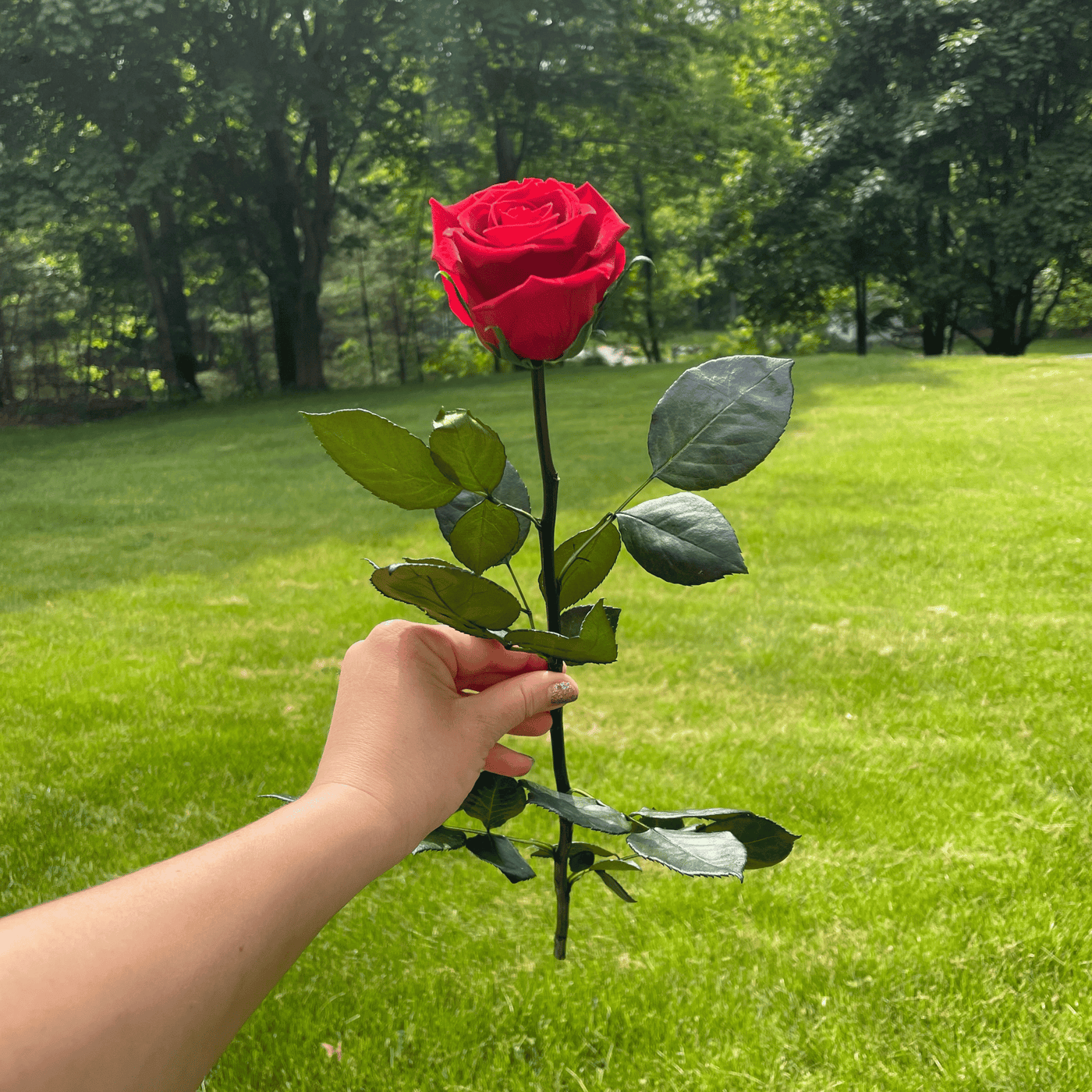 Pack of 10 Long-Stemmed Preserved Roses | Forever Roses | Premium Ecuadorian Roses for Weddings, Home Décor, and DIY Projects