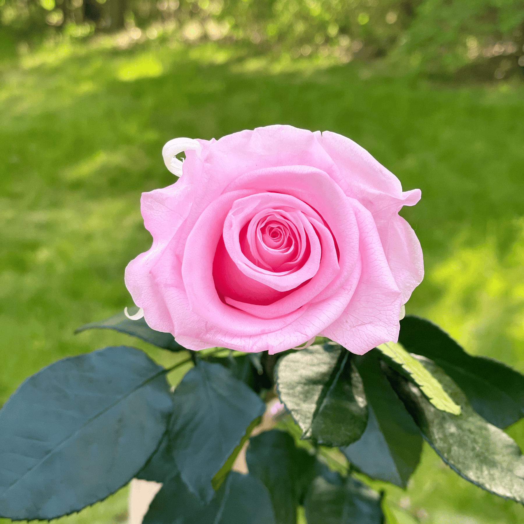 Preservrd Roses Dozen Long Stem Preserved Roses | Luxury Forever Bouquet – espoirboston