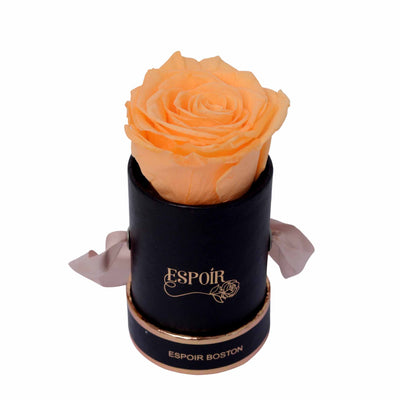 Pumpkin Spice Tea Cup Rose