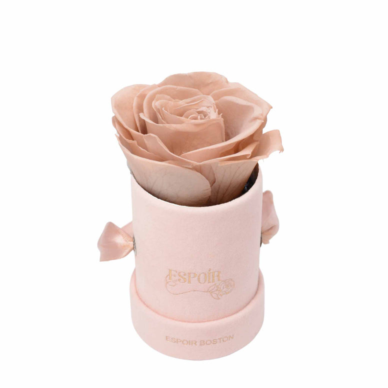 The Tea Cup Rose